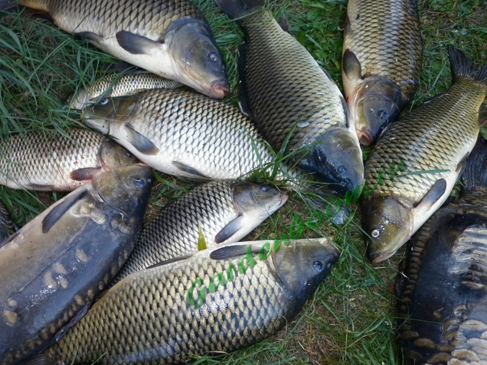 Где ловить плотву на водохранилище Где ловить плотву на водохранилище